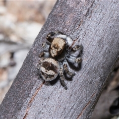 Euophryinae sp.(Striped Capuchin- undescribed) at Bredbo, NSW - 30 Oct 2024