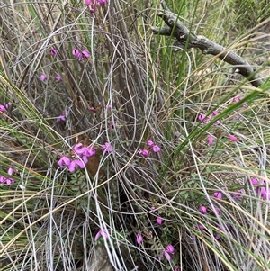 Tetratheca bauerifolia at Booth, ACT - 23 Oct 2024