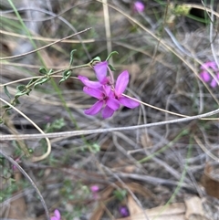 Tetratheca bauerifolia at Booth, ACT - 23 Oct 2024