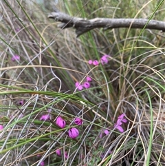 Tetratheca bauerifolia at Booth, ACT - 23 Oct 2024