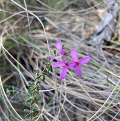 Tetratheca bauerifolia at Booth, ACT - 23 Oct 2024