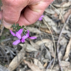 Tetratheca bauerifolia at Booth, ACT - 23 Oct 2024