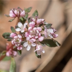 Platysace lanceolata at Brindabella, NSW - 30 Oct 2024 by Cmperman