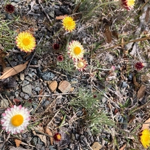 Leucochrysum albicans at Rendezvous Creek, ACT - 23 Oct 2024