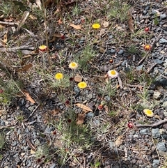 Leucochrysum albicans at Rendezvous Creek, ACT - 23 Oct 2024