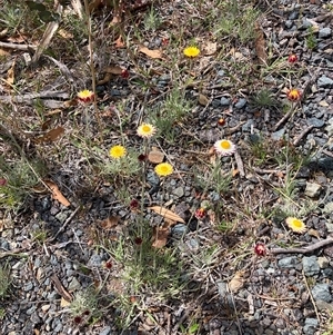 Leucochrysum albicans at Rendezvous Creek, ACT - 23 Oct 2024 02:51 PM