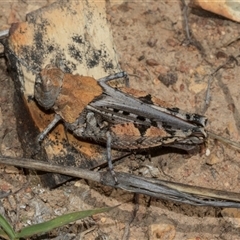 Urnisa sp 1 (eastern Urnisa) at Bredbo, NSW - 30 Oct 2024 by AlisonMilton