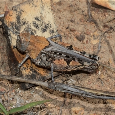 Urnisa sp 1 (eastern Urnisa) at Bredbo, NSW - 29 Oct 2024 by AlisonMilton