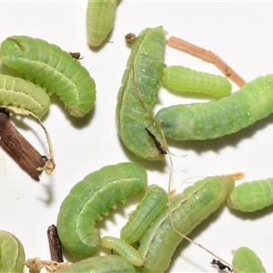 Cosmodes elegans at Jerrabomberra, NSW - suppressed