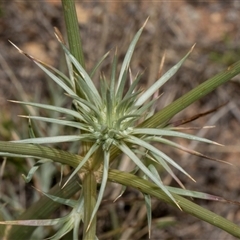 Eryngium ovinum (Blue Devil) at Bredbo, NSW - 29 Oct 2024 by AlisonMilton