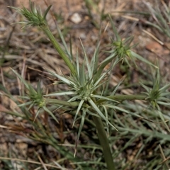 Eryngium ovinum at Bredbo, NSW - 30 Oct 2024