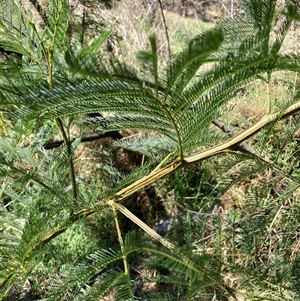 Acacia decurrens at Hackett, ACT - 20 Oct 2024