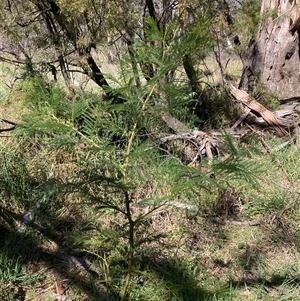 Acacia decurrens at Hackett, ACT - 20 Oct 2024