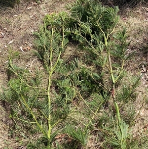 Acacia decurrens at Hackett, ACT - 20 Oct 2024