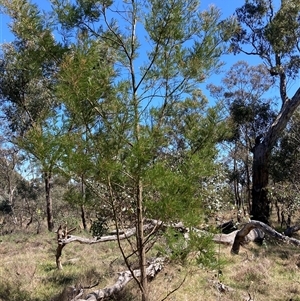 Acacia decurrens at Hackett, ACT - 20 Oct 2024