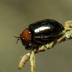 Adoxia benallae (Leaf beetle) at Bredbo, NSW - 30 Oct 2024 by AlisonMilton