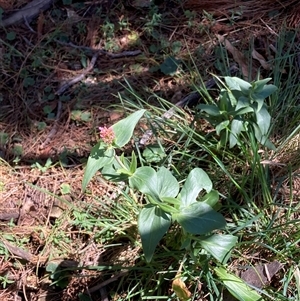 Centranthus ruber at Hackett, ACT - 20 Oct 2024