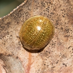 Paropsisterna cloelia (Eucalyptus variegated beetle) at Bredbo, NSW - 30 Oct 2024 by AlisonMilton