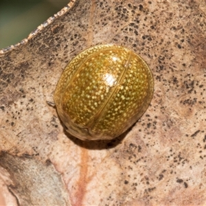 Paropsisterna cloelia at Bredbo, NSW - 30 Oct 2024