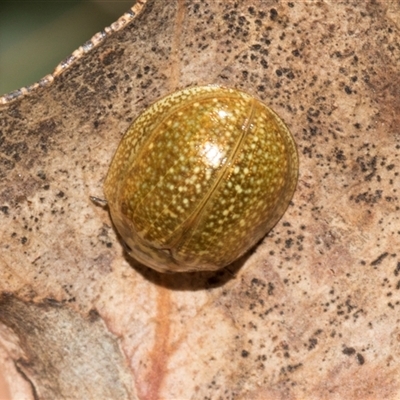 Paropsisterna cloelia (Eucalyptus variegated beetle) at Bredbo, NSW - 30 Oct 2024 by AlisonMilton