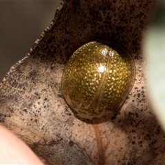 Paropsisterna cloelia at Bredbo, NSW - 30 Oct 2024