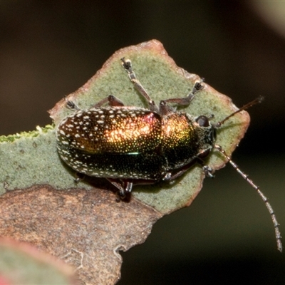 Edusella sp. (genus) (A leaf beetle) at Bredbo, NSW - 29 Oct 2024 by AlisonMilton