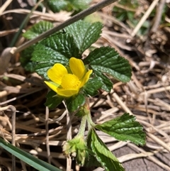 Potentilla indica (Indian Strawberry) at Hackett, ACT - 20 Oct 2024 by waltraud