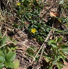 Potentilla indica at Hackett, ACT - 20 Oct 2024 10:15 AM