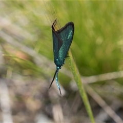 Pollanisus (genus) (A Forester Moth) at Bredbo, NSW - 30 Oct 2024 by AlisonMilton