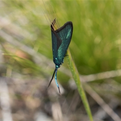 Pollanisus (genus) (A Forester Moth) at Bredbo, NSW - 30 Oct 2024 by AlisonMilton