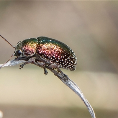 Edusella sp. (genus) (A leaf beetle) at Bredbo, NSW - 30 Oct 2024 by AlisonMilton