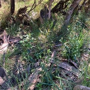 Ligustrum lucidum at Hackett, ACT - 20 Oct 2024 10:12 AM