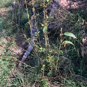 Ligustrum lucidum at Hackett, ACT - 20 Oct 2024