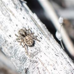 Maratus chrysomelas (Variable Peacock Spider) at Bredbo, NSW - 30 Oct 2024 by AlisonMilton