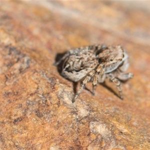 Maratus chrysomelas at Bredbo, NSW - 30 Oct 2024 10:01 AM