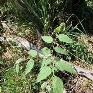 Celtis australis at Hackett, ACT - 20 Oct 2024