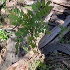 Fraxinus sp. (An Ash) at Hackett, ACT - 20 Oct 2024 by waltraud