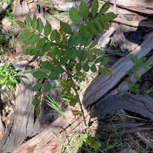 Fraxinus sp. at Hackett, ACT - 20 Oct 2024