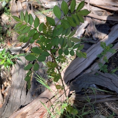 Fraxinus sp. (An Ash) at Hackett, ACT - 20 Oct 2024 by waltraud