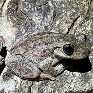 Litoria peronii at Ainslie, ACT - 30 Oct 2024