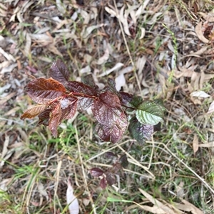 Prunus cerasifera at Hackett, ACT - 27 Oct 2024 03:22 PM