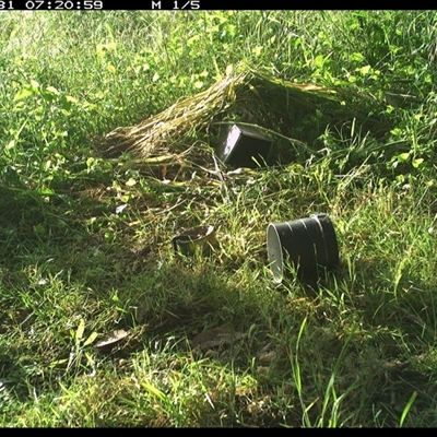 Pomatostomus temporalis temporalis (Grey-crowned Babbler) at Shark Creek, NSW - 31 Oct 2024 by Topwood