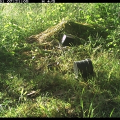 Pomatostomus temporalis temporalis at Shark Creek, NSW - 31 Oct 2024 07:21 AM