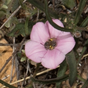 Convolvulus angustissimus subsp. angustissimus at Bredbo, NSW - 30 Oct 2024