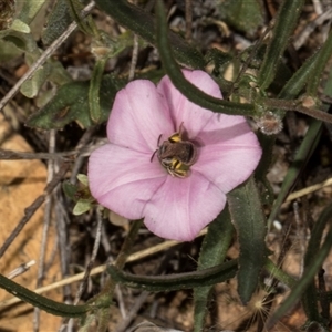 Convolvulus angustissimus subsp. angustissimus at Bredbo, NSW - 30 Oct 2024