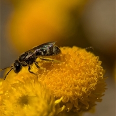 Lasioglossum (Chilalictus) sp. (genus & subgenus) (Halictid bee) at Holder, ACT - 29 Oct 2024 by Miranda