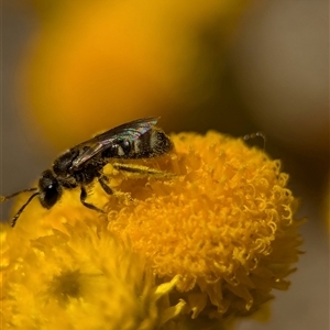 Lasioglossum (Chilalictus) sp. (genus & subgenus) at Holder, ACT - 29 Oct 2024 03:54 PM