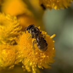 Lasioglossum (Chilalictus) sp. (genus & subgenus) at Holder, ACT - 29 Oct 2024