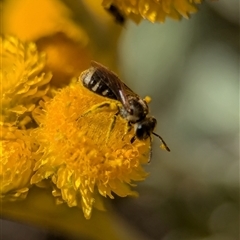 Lasioglossum (Chilalictus) sp. (genus & subgenus) at Holder, ACT - 29 Oct 2024