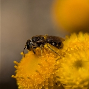 Lasioglossum (Chilalictus) sp. (genus & subgenus) at Holder, ACT - 29 Oct 2024